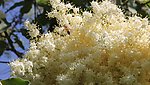 蜜蜂采蜜视频素材