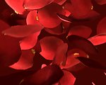 红色花瓣背景视频素材