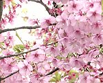 桃花绽放背景视频素材