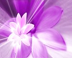 紫色鲜花背景视频素材