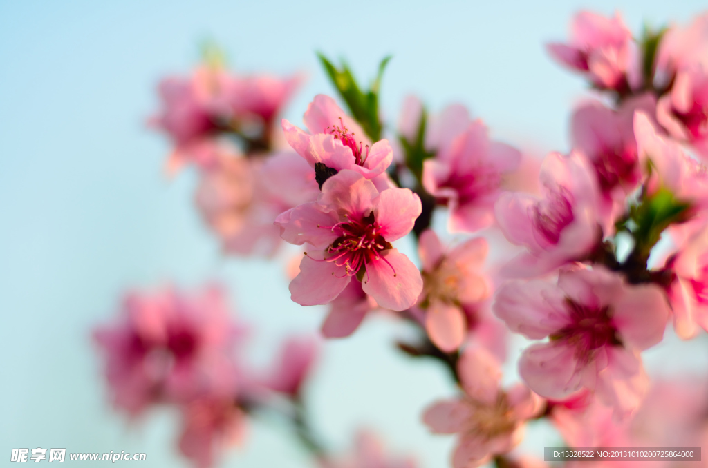 桃花