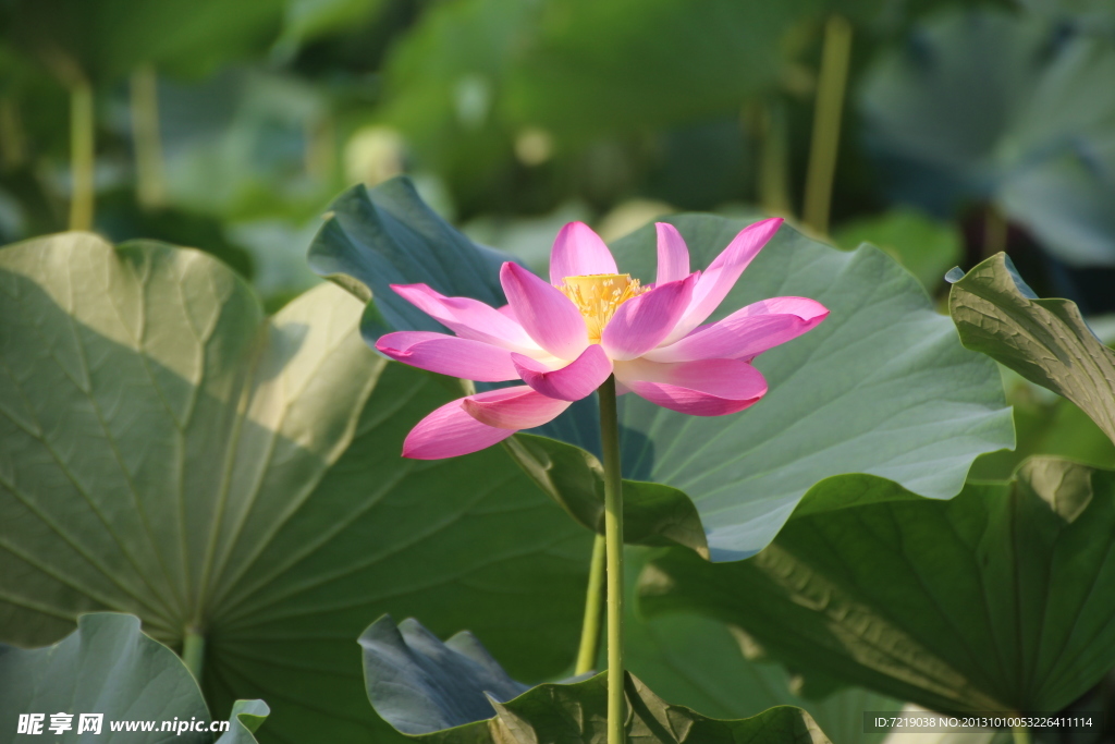 荷花