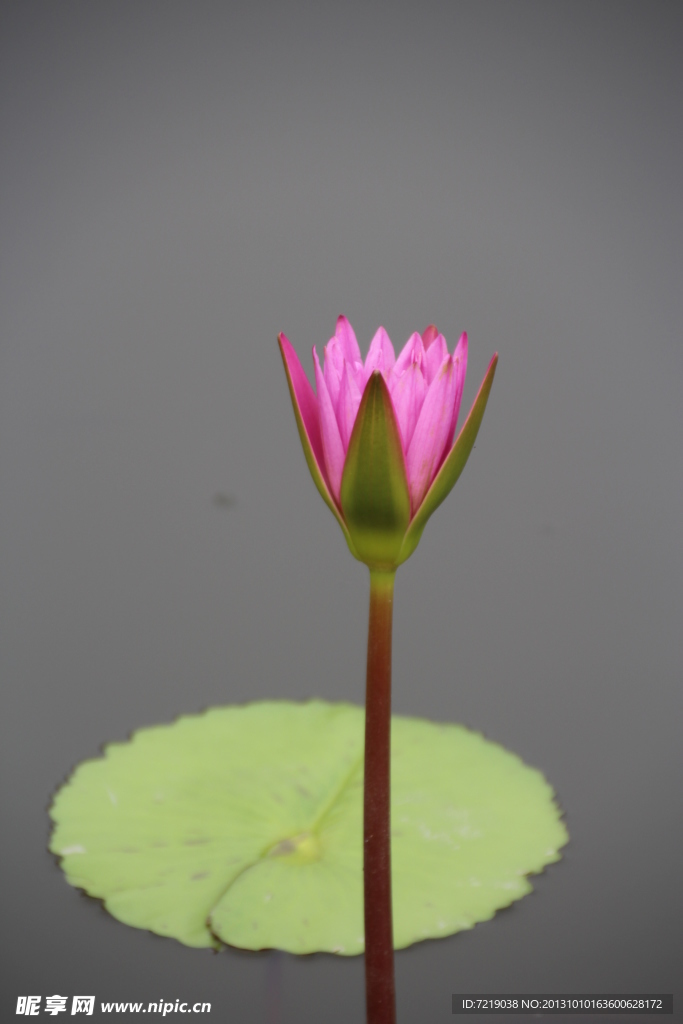 睡莲