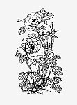 国色天香 牡丹