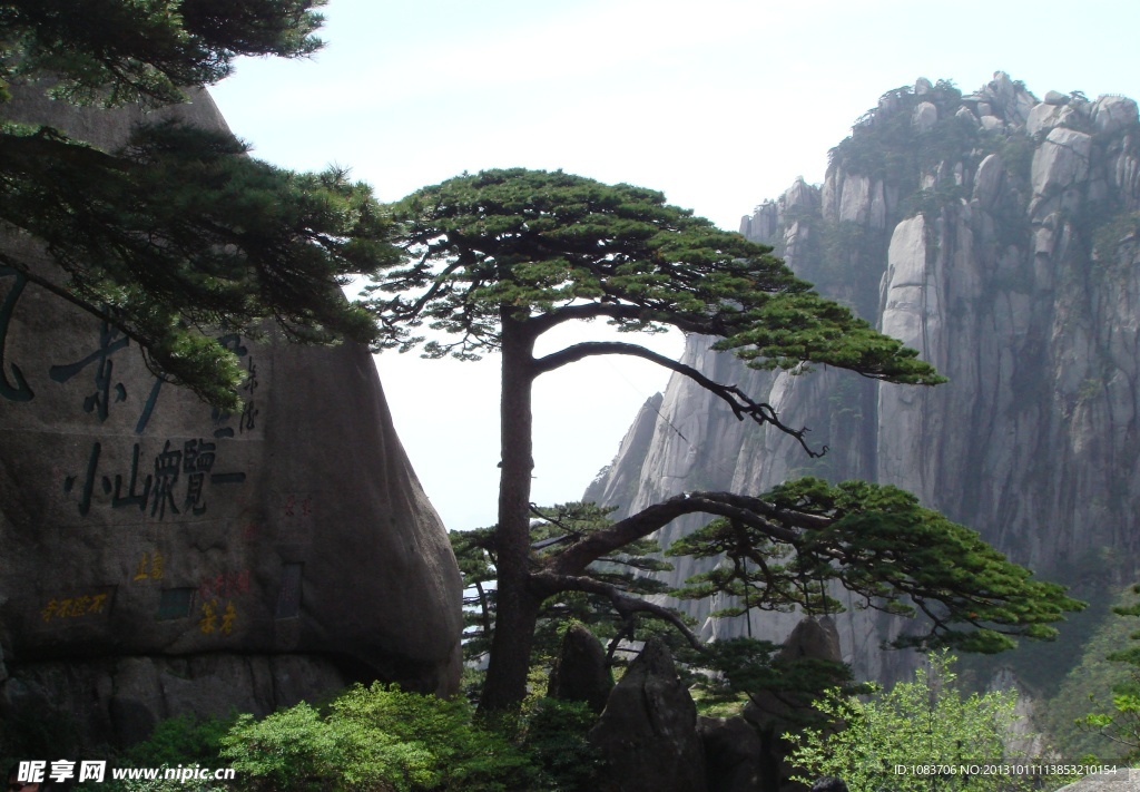 黄山迎客松