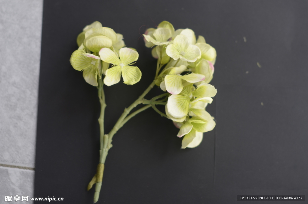 花 绣球