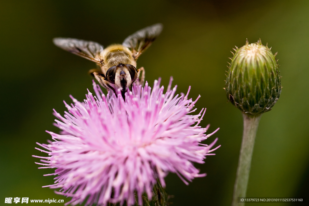 浑身花粉的蜂