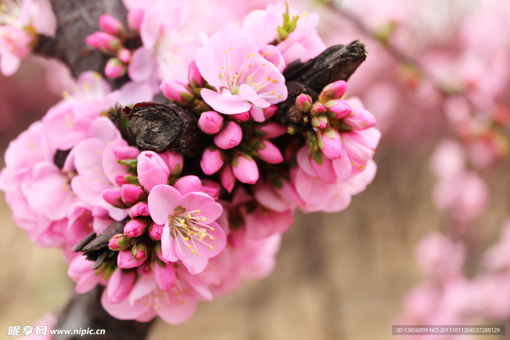桃花