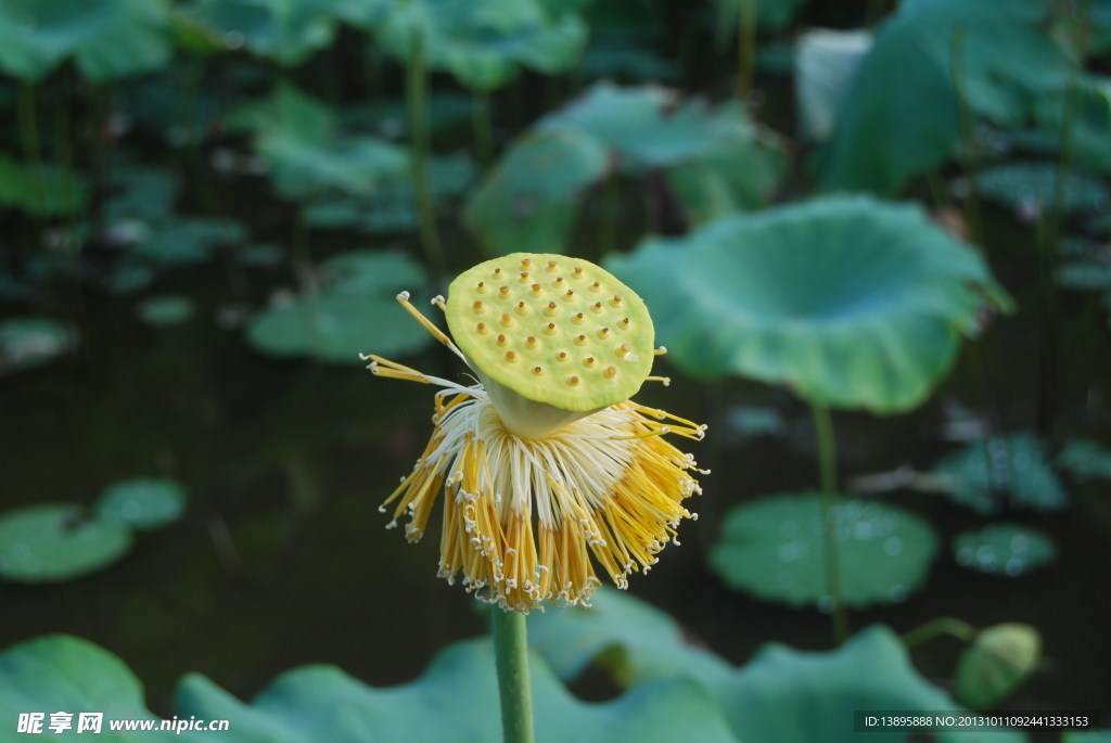 荷花莲心