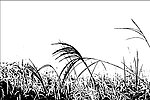 荒草萋萋