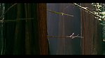 森林雨季