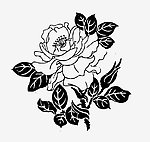 玫瑰