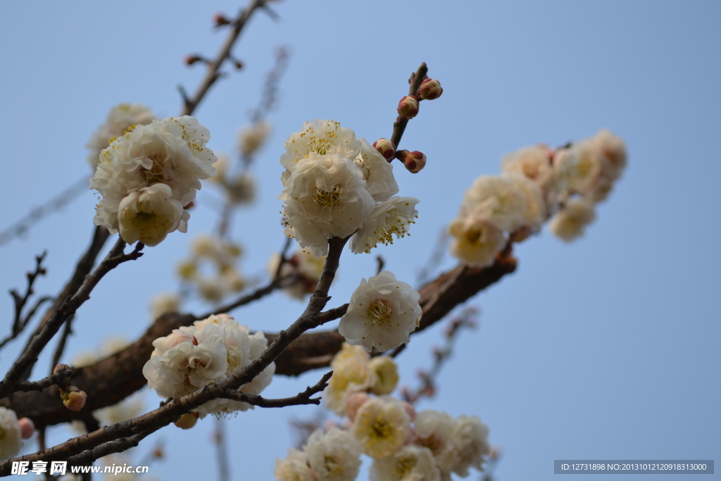 梅花