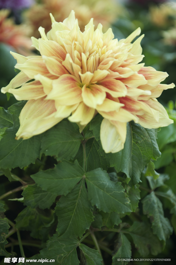 花头 花心 大丽花