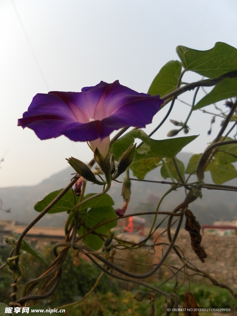 牵牛花