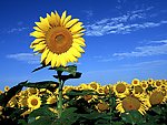 向日葵 太阳