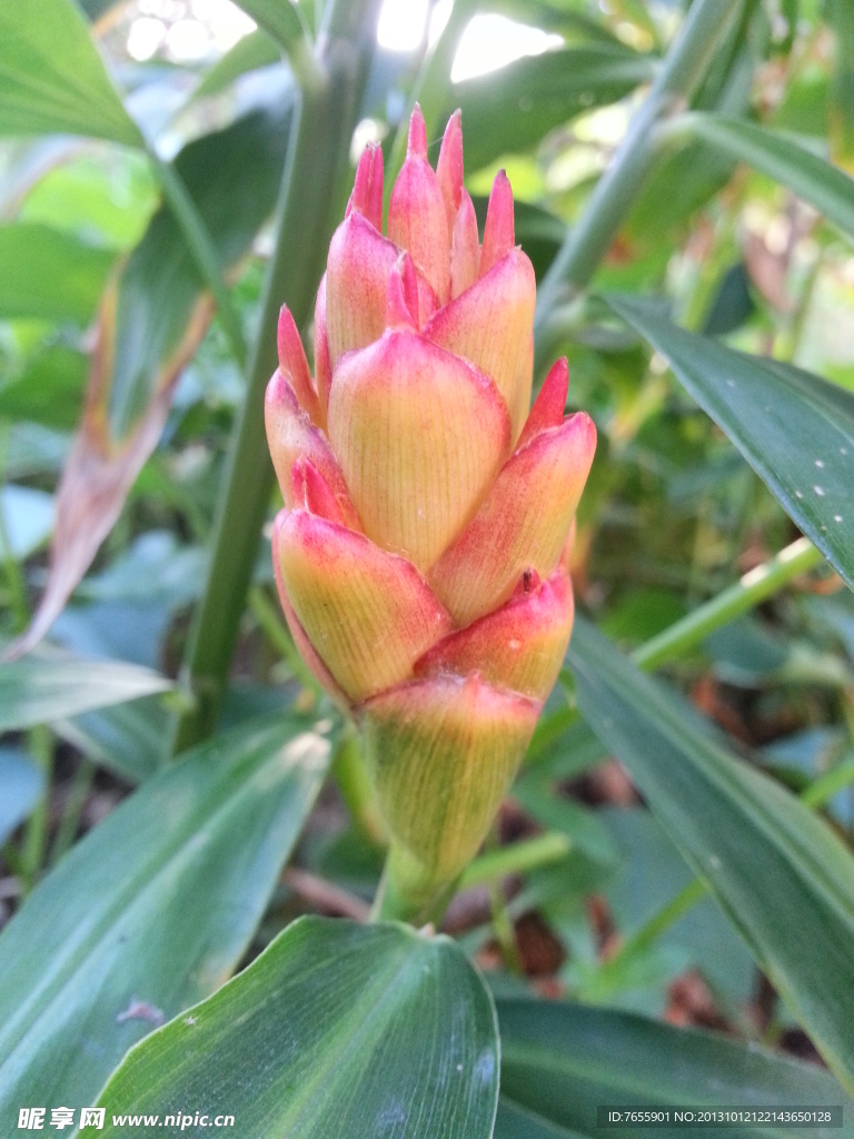 姜花
