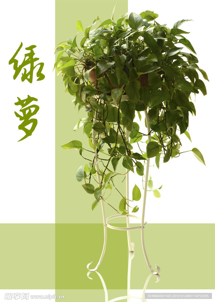 绿萝花卉