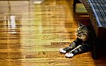 小猫