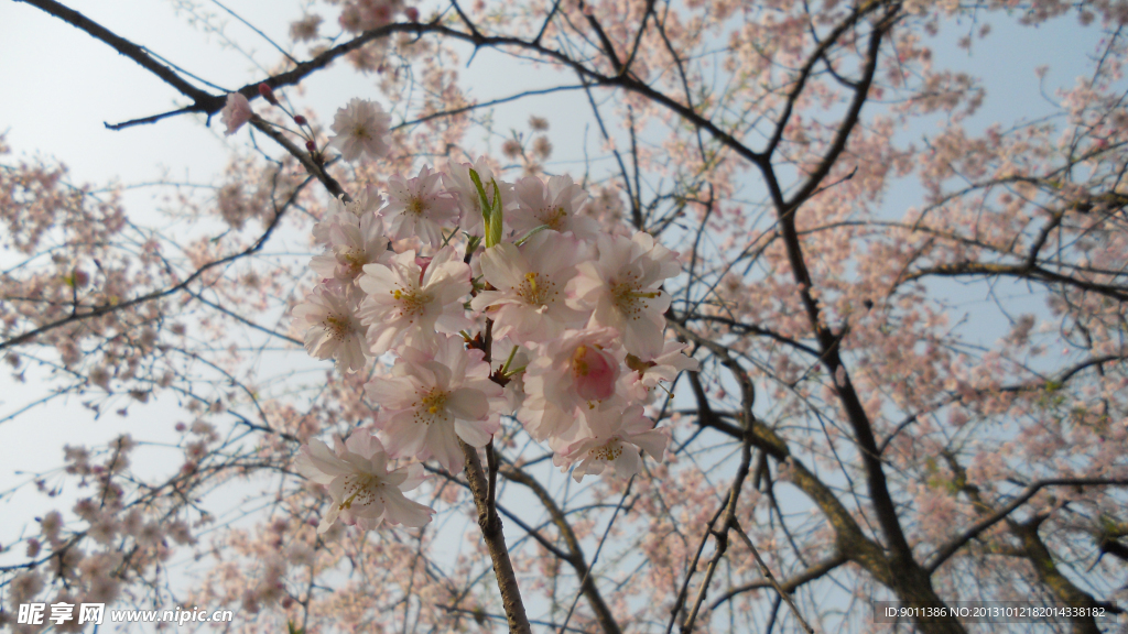 樱花