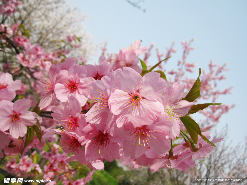 樱花