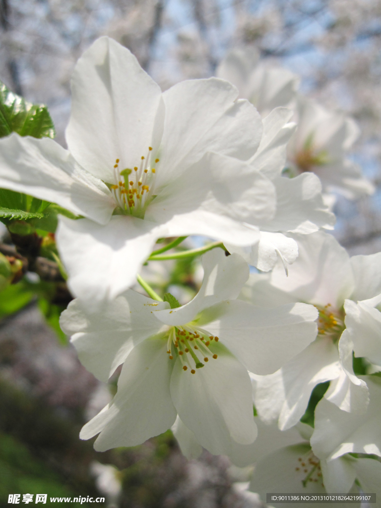 东湖樱花