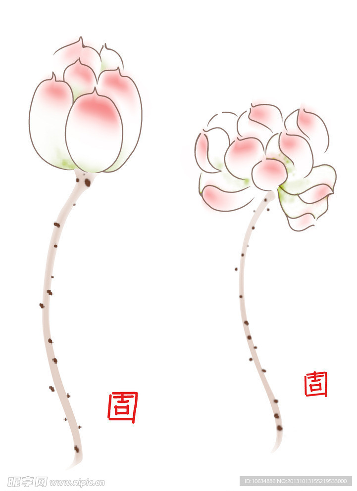 荷花