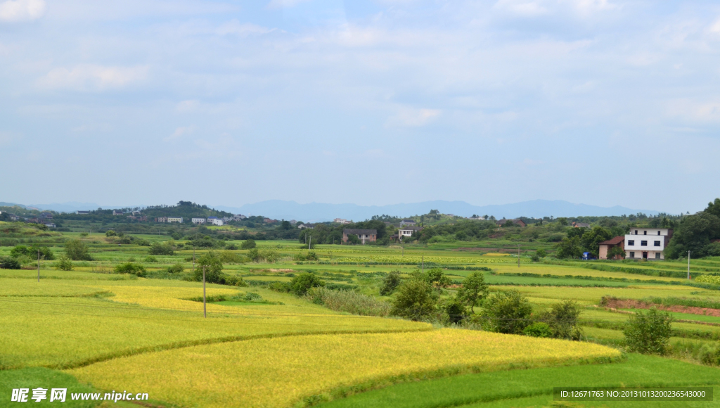 丰收原野