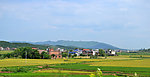 黄色田野