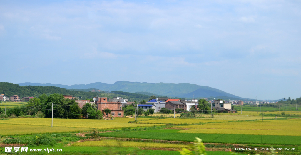 黄色田野