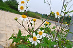 白花一枝