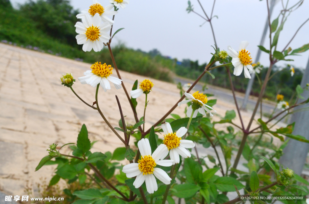 白花一枝