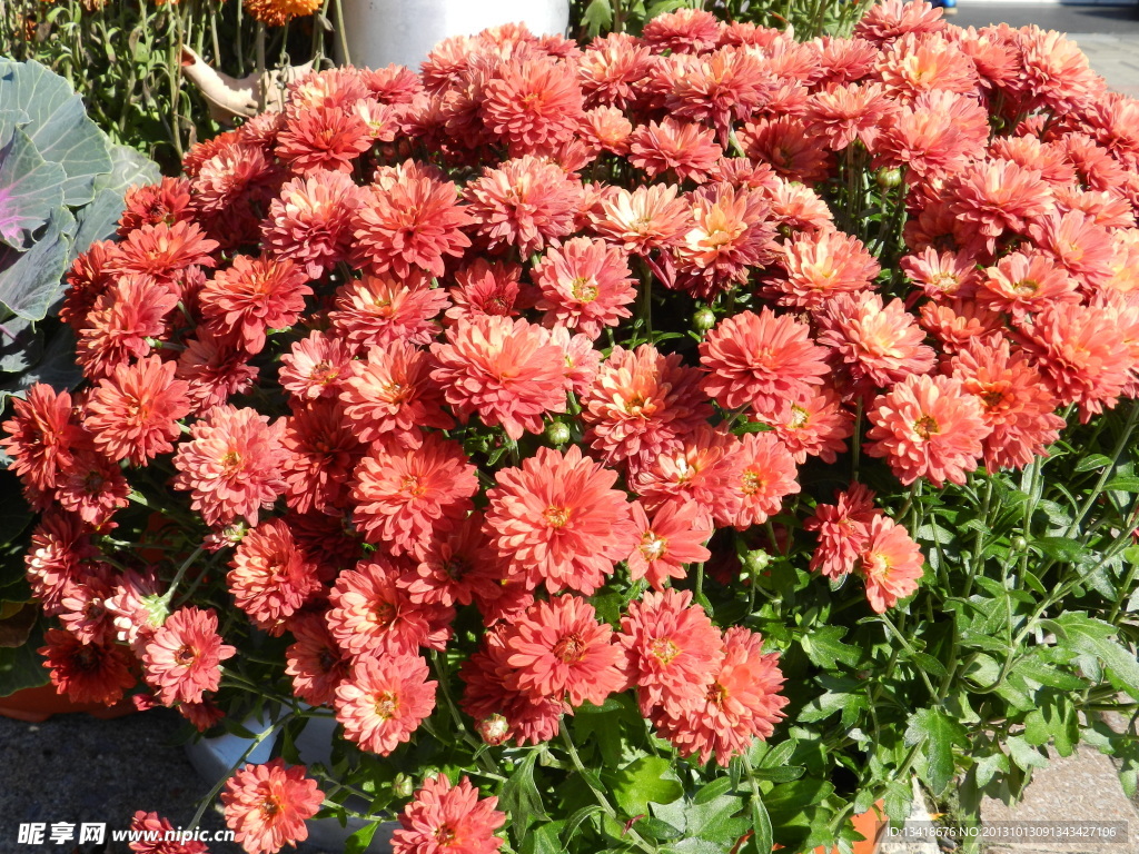 菊花观赏