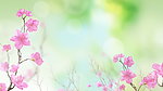 鲜花花园高清视频素材