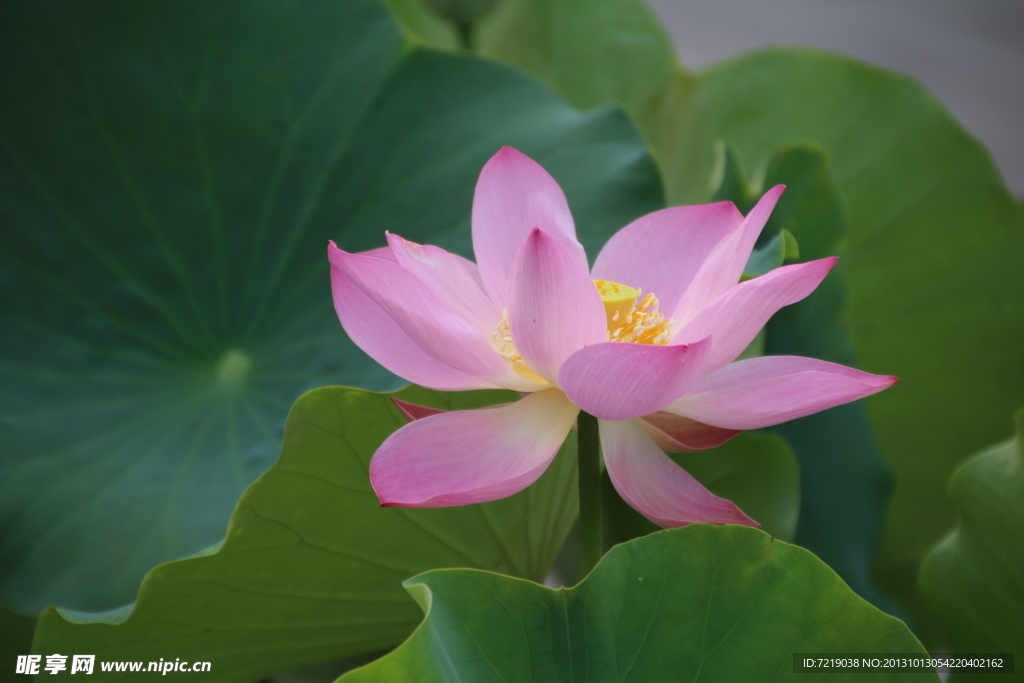 荷花