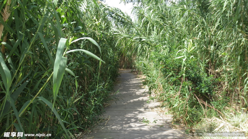 公园风景