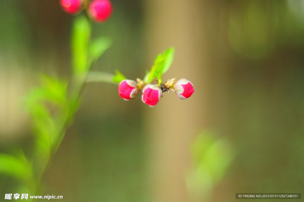 桃花