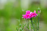 香花草
