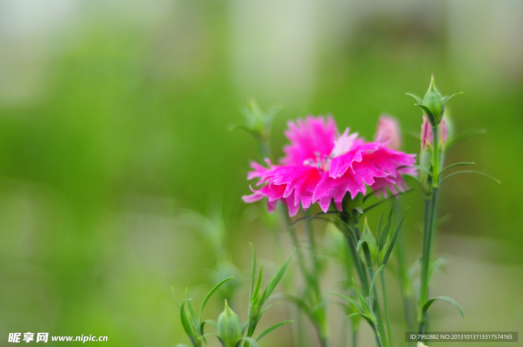 香花草