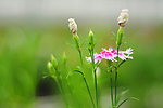 香花草