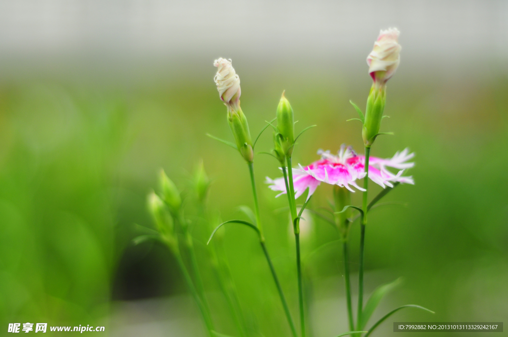 香花草