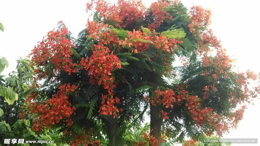 盛开的合欢花