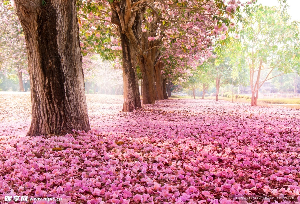 樱花