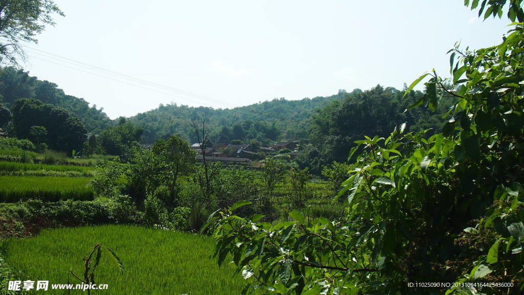 稻田