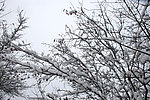 雪景