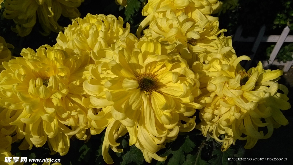 菊花