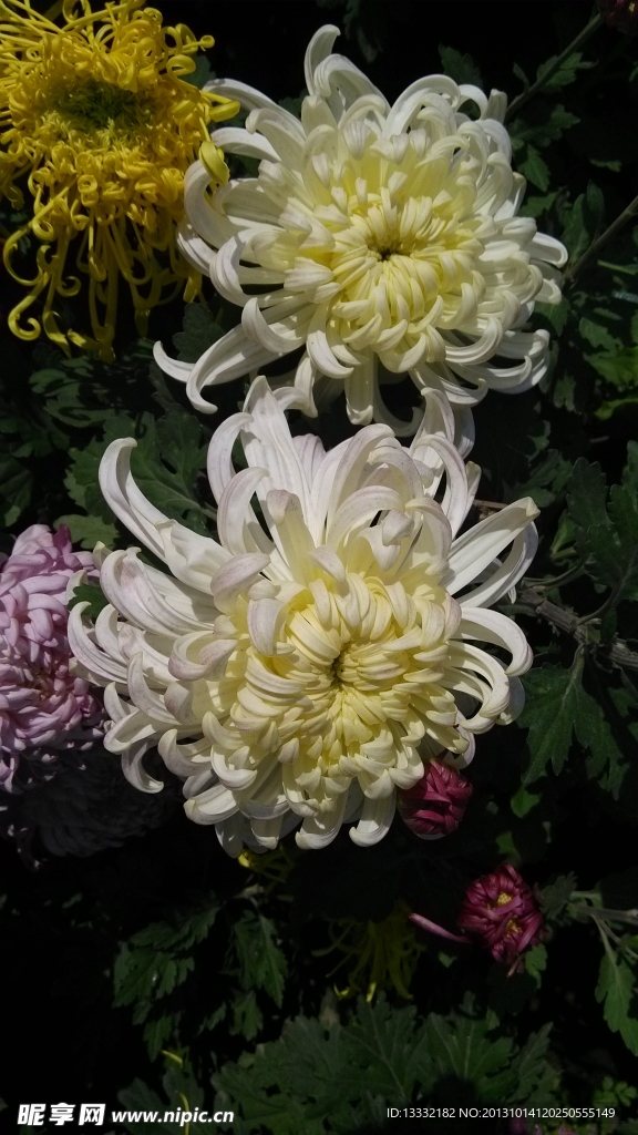 菊花