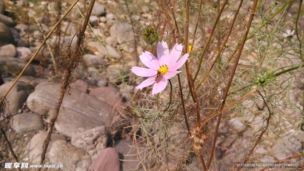 格桑花