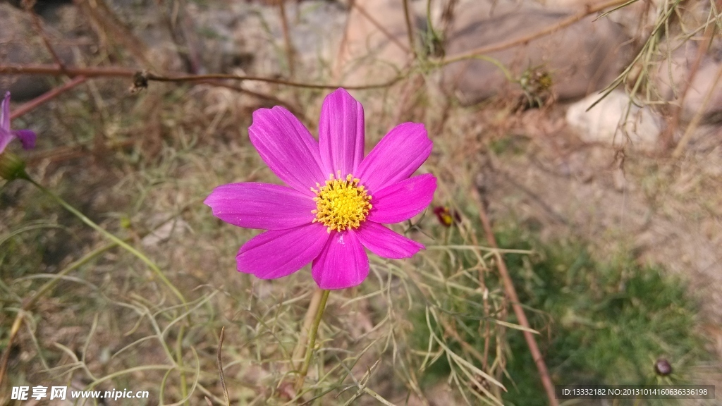 格桑花