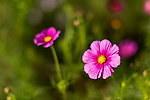 小花